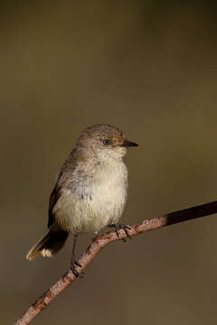 Image of Buff-rumped Thornbill