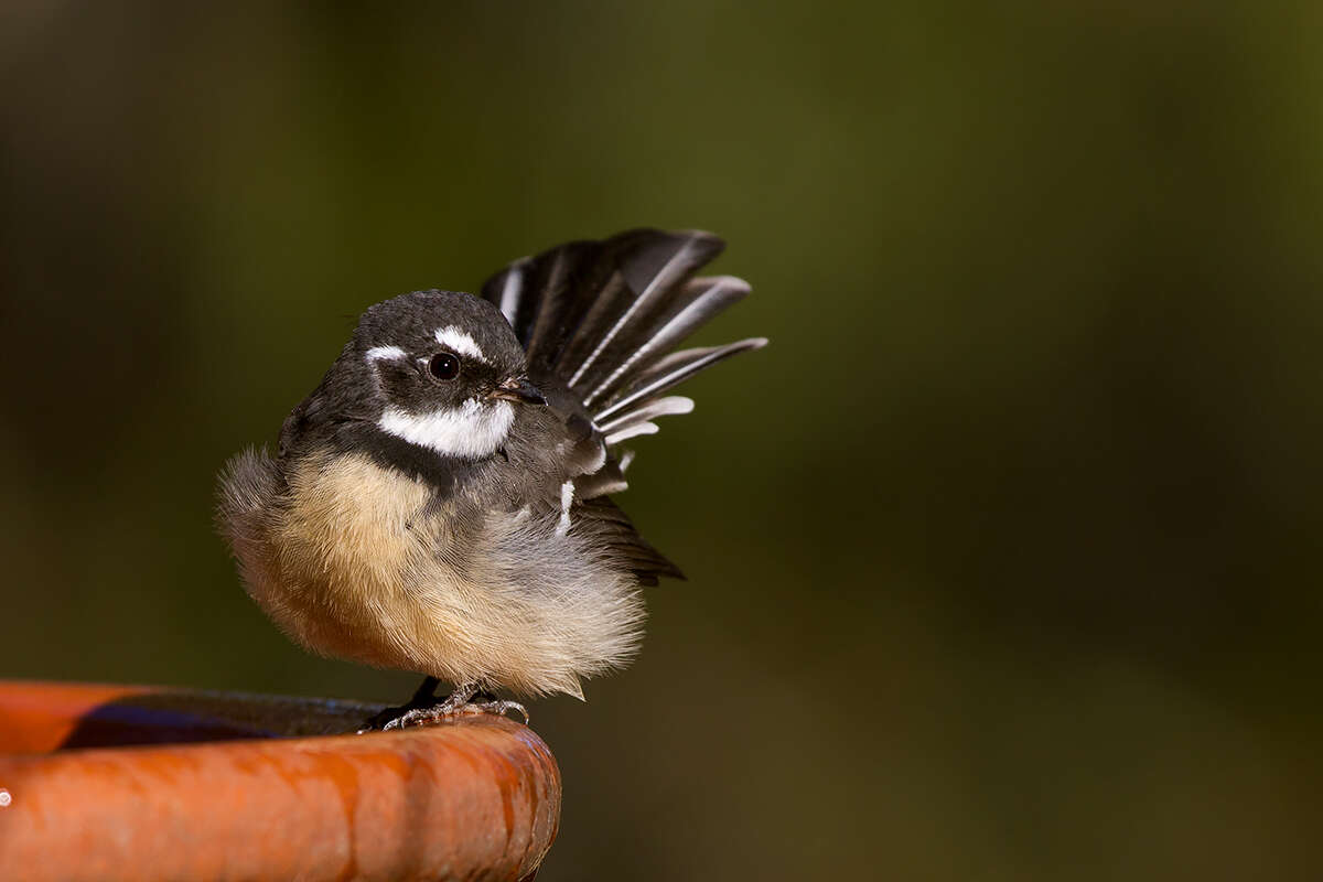 Image of Grey Fantail