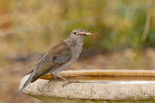 Image of Grey Shrike-thrush