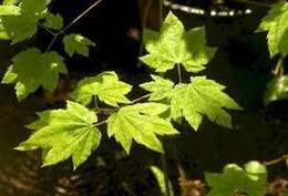 Imagem de Acer circinatum Pursh