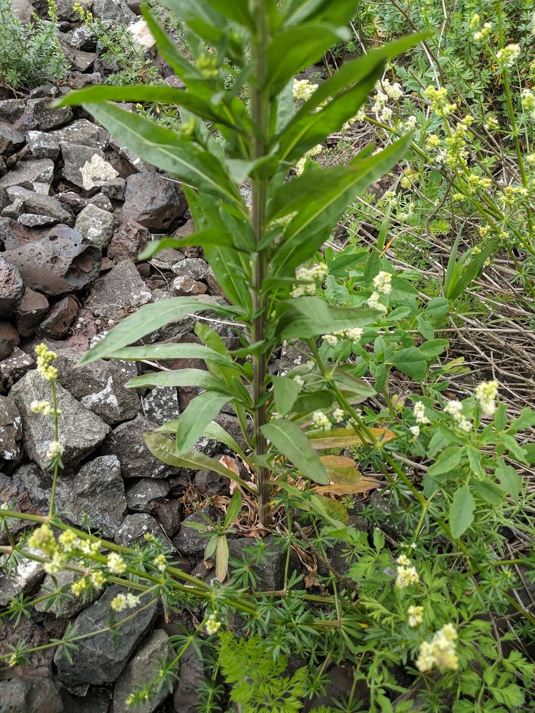 Image of treacle mustard