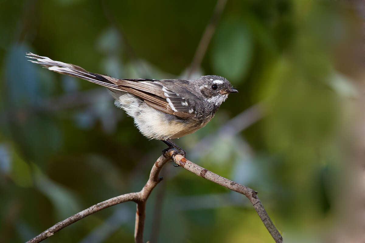 Image of Grey Fantail