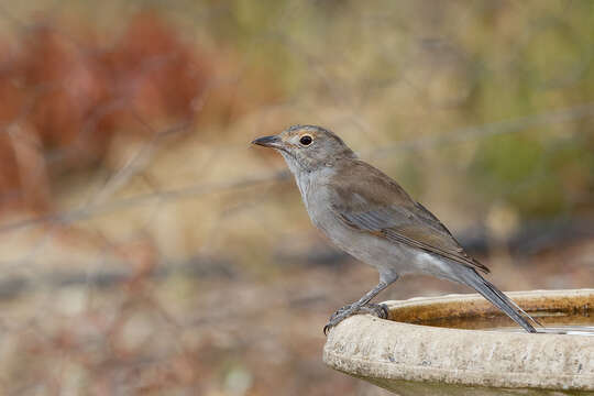 Image of Grey Shrike-thrush