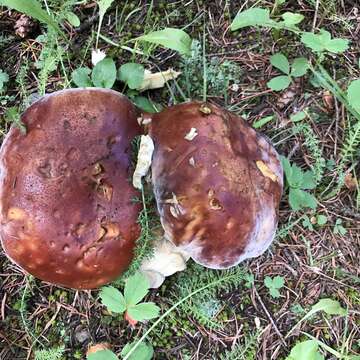 Boletus rubriceps D. Arora & J. L. Frank 2014 resmi