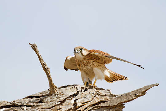 Image of Australian Kestrel