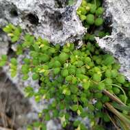 Image of Euphorbia deltoidea subsp. deltoidea