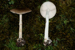 Image of Amanita solaniolens H. L. Stewart & Grund 1974