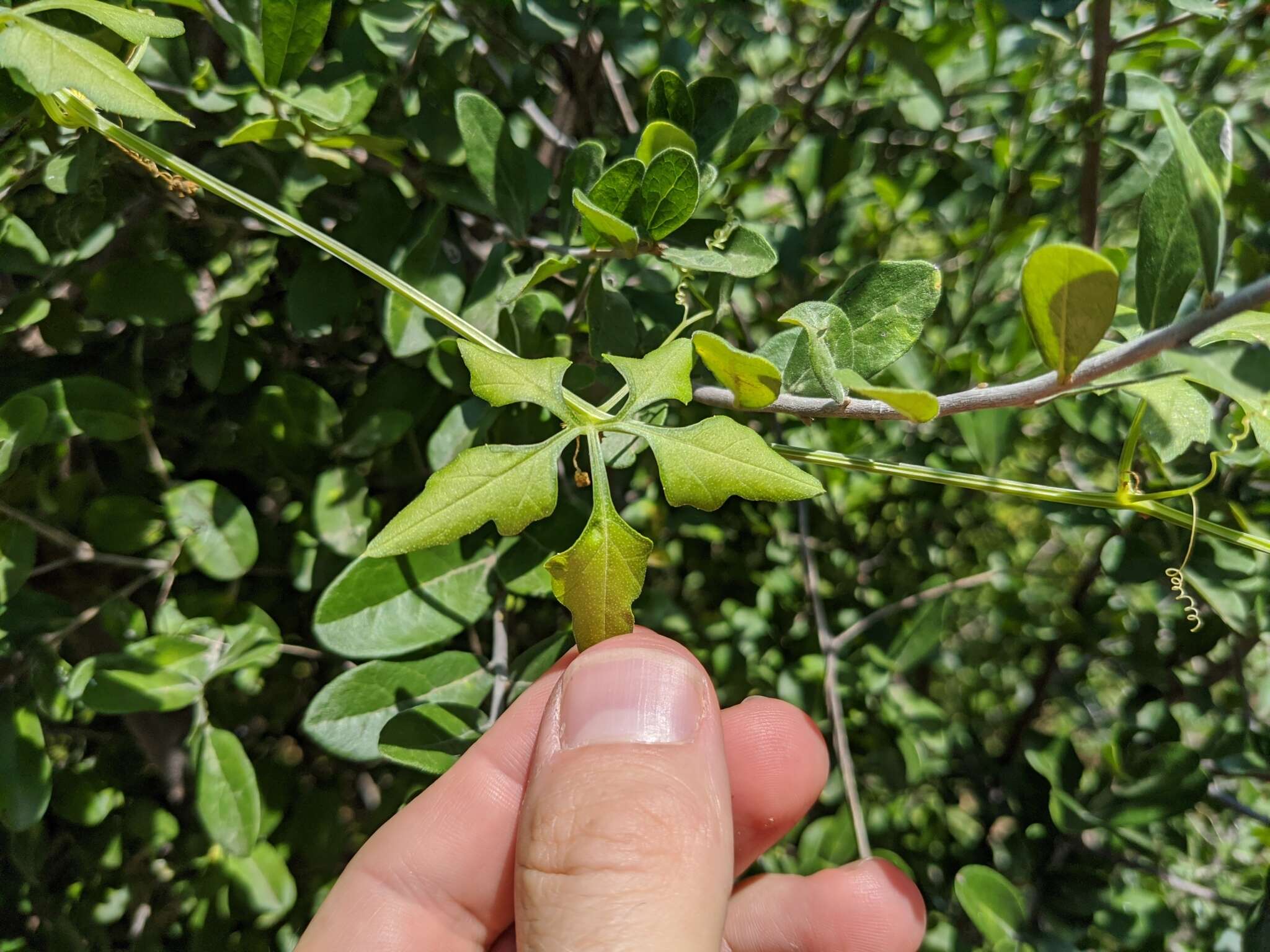 Image of Naudin's cyclanthera