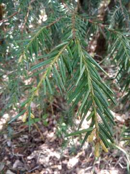 Image of Taxus contorta Griff.