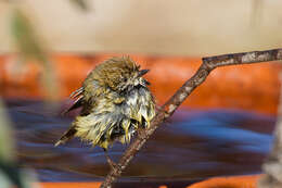 Image of Striated Thornbill