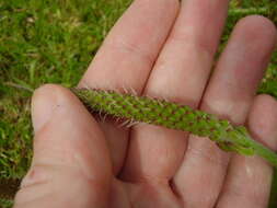 صورة Plantago australis Lam.