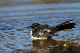 Image of Willie Wagtail