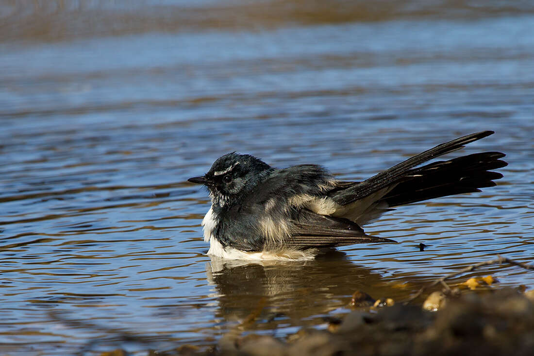 Image of Willie Wagtail