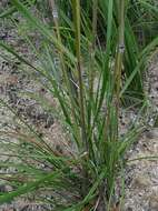 Image of Austrostipa pubinodis (Trin. & Rupr.) S. W. L. Jacobs & J. Everett