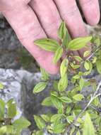 Image of Texas mock orange