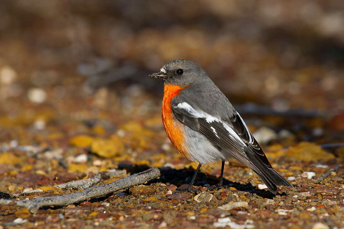 Слика од Petroica phoenicea Gould 1837