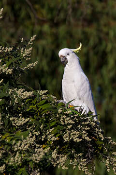 Image of Sulphur-crested Cockatoo