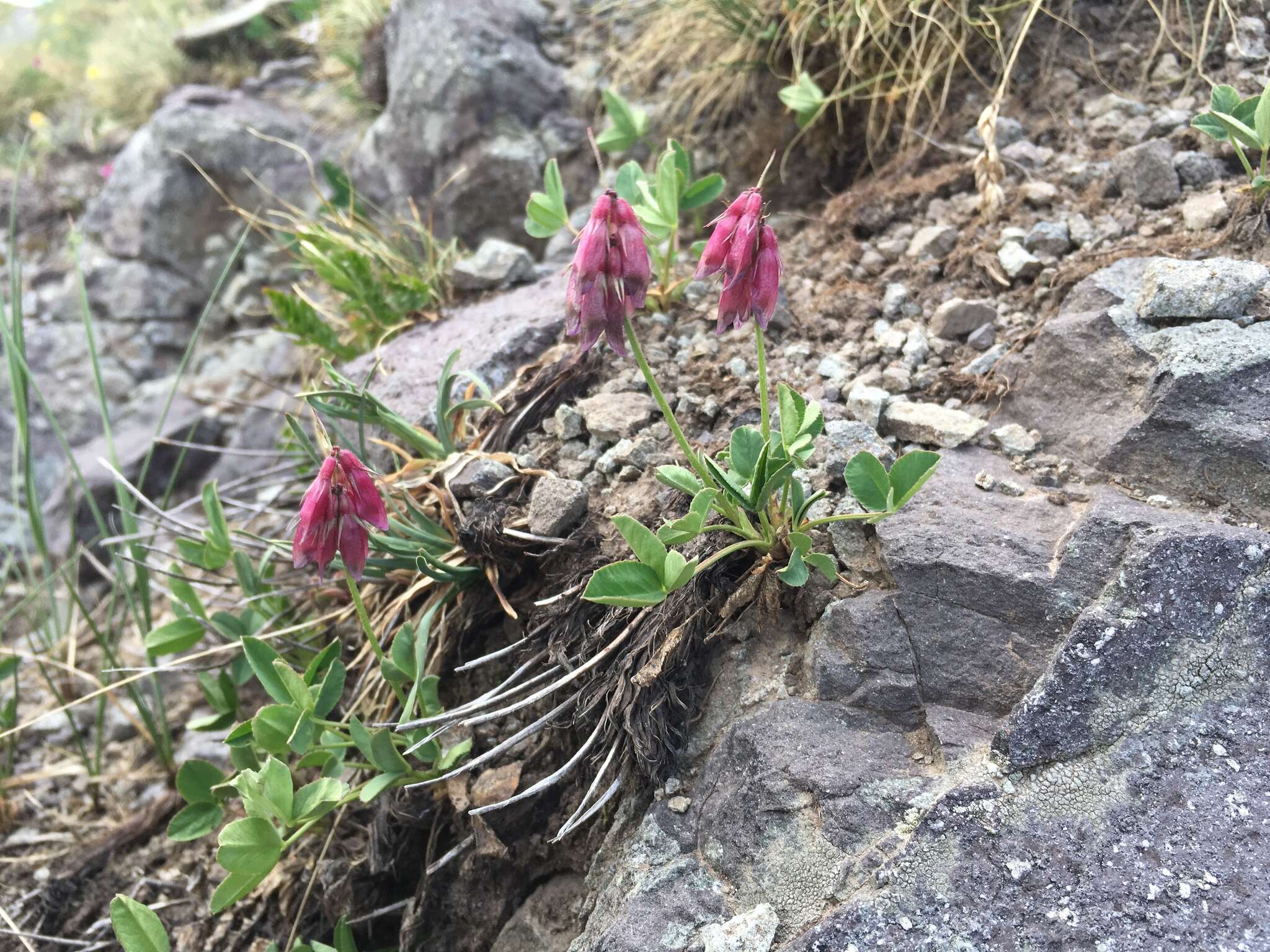 Image de <i>Trifolium brandegeei</i>