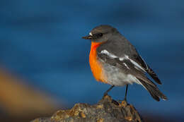 Image of Flame Robin