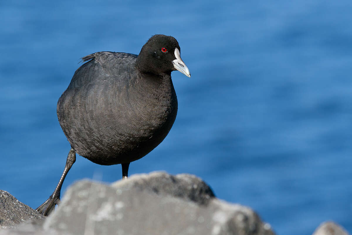 Image of Common Coot