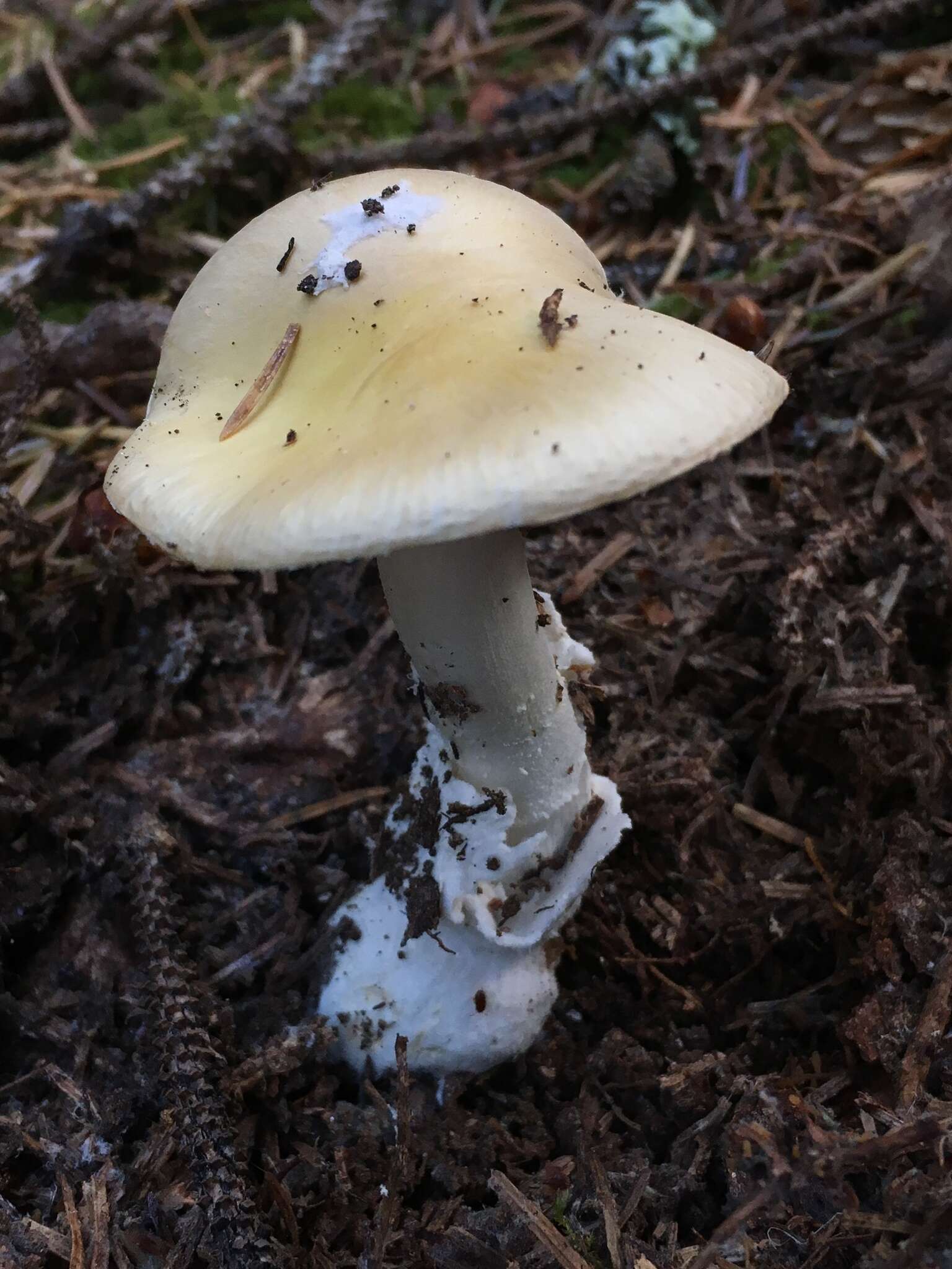 Слика од Amanita breckonii Thiers & Ammirati 1982