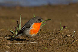 Слика од Petroica phoenicea Gould 1837