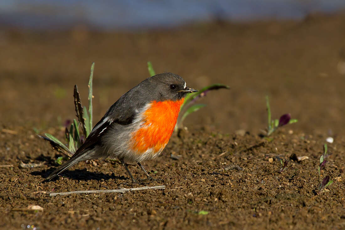 Слика од Petroica phoenicea Gould 1837