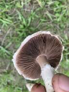 Image of Agaricus porphyrocephalus F. H. Møller 1952