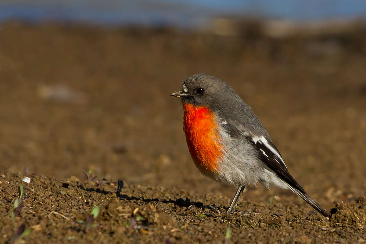 Слика од Petroica phoenicea Gould 1837