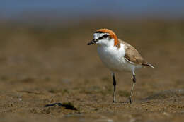 Image of Red-capped Dotterel