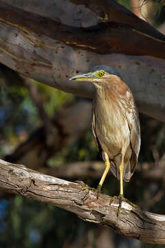 Image of Nankeen Night Heron