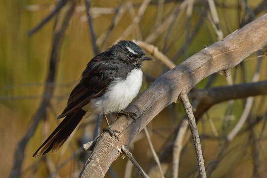 Image of Willie Wagtail