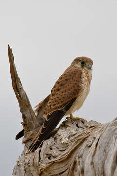 Image of Australian Kestrel