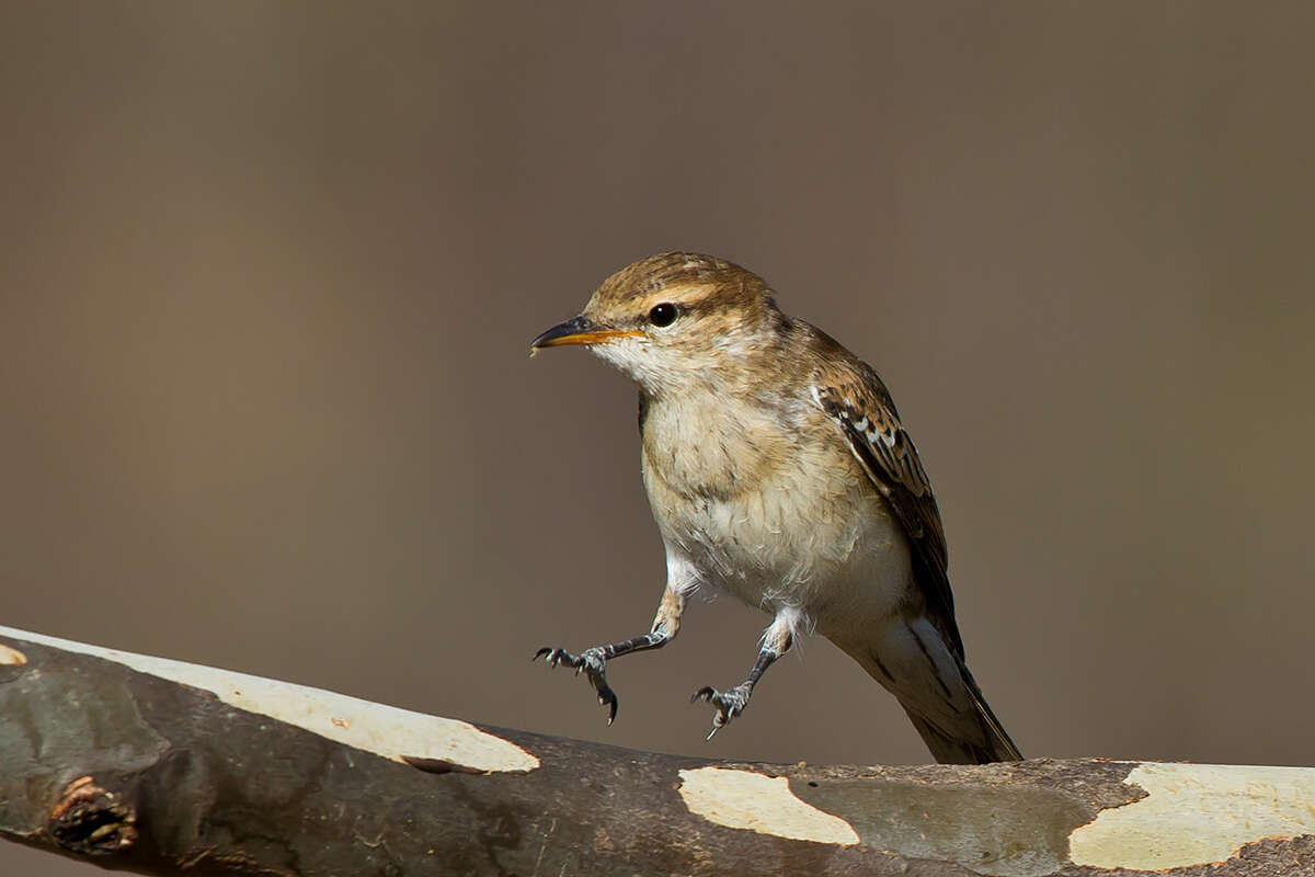 Image of Cuckooshrike