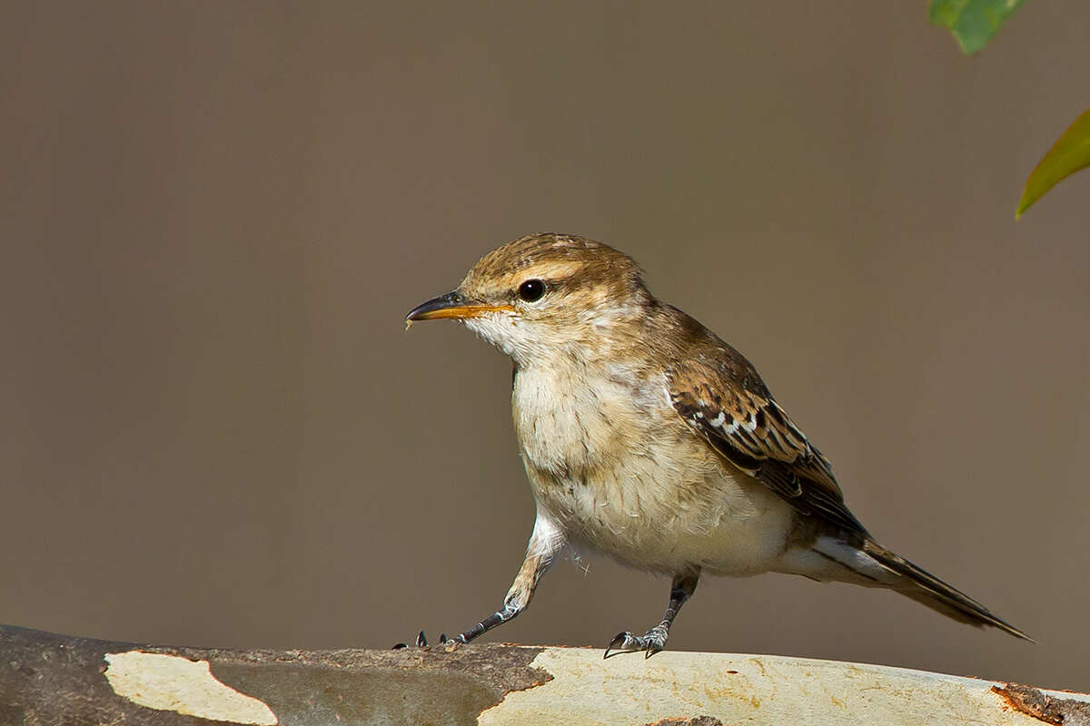 Image of Cuckooshrike