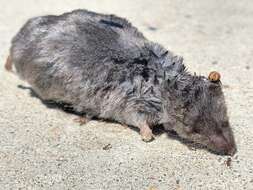 Image of Elliot's Short-tailed Shrew