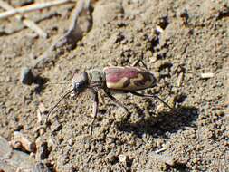 Image of Blowout tiger beetle