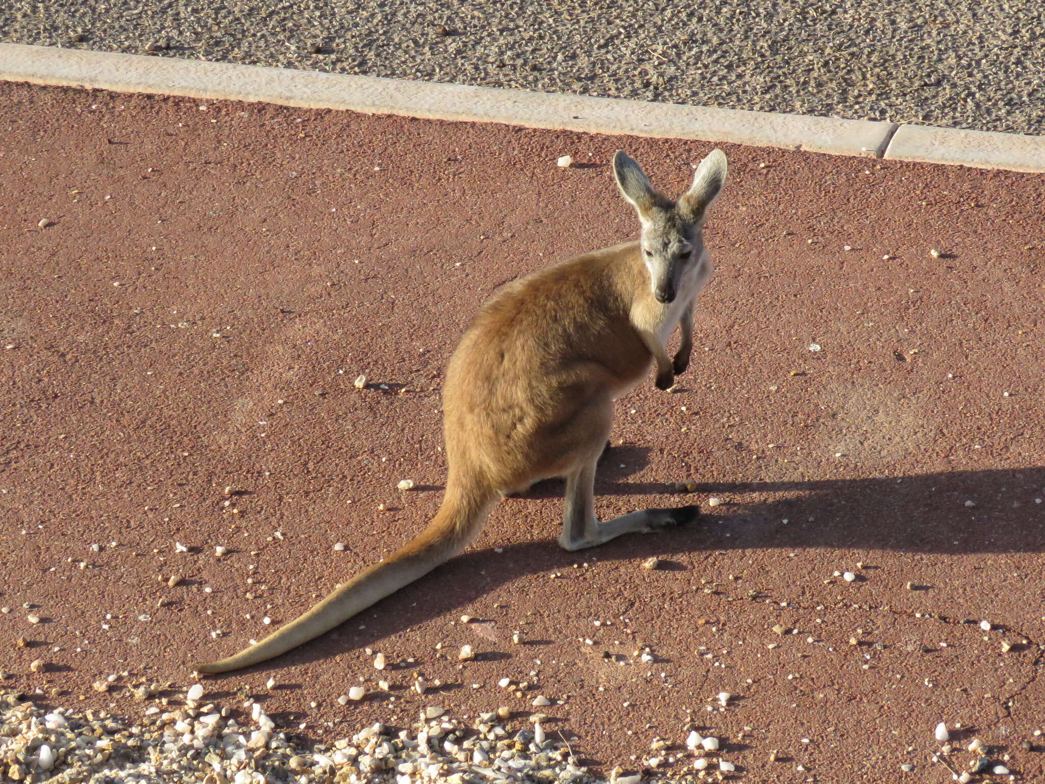 Macropus robustus erubescens Sclater 1870的圖片