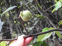 Image of Uvaria grandiflora Roxb. ex Hornem.