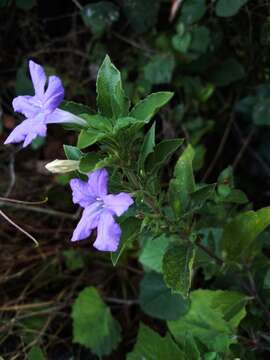 Image of Drummond's wild petunia