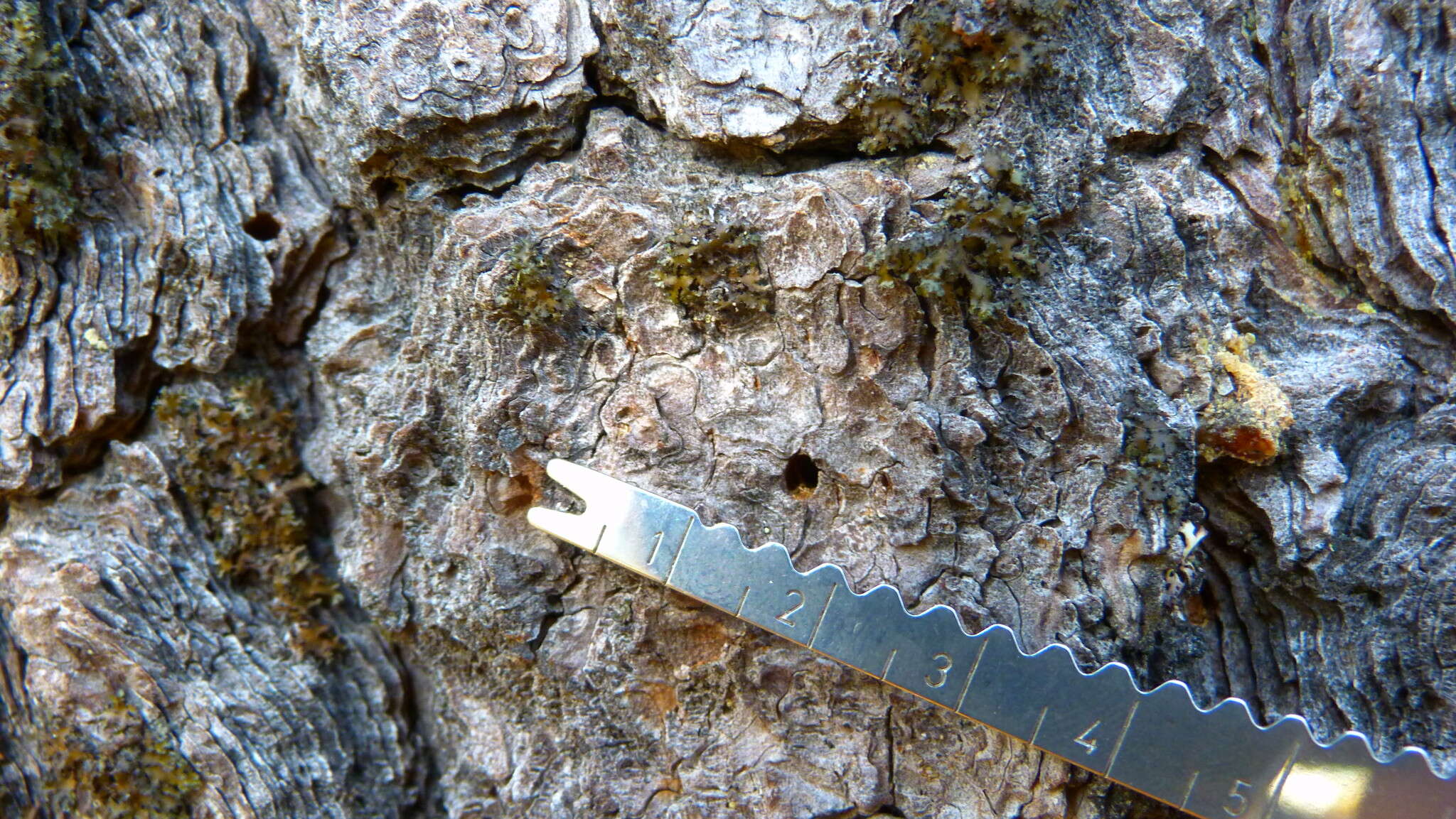 Image of Round-headed Pine Beetle