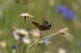 Image of Lycaena li (Oberthür 1886)