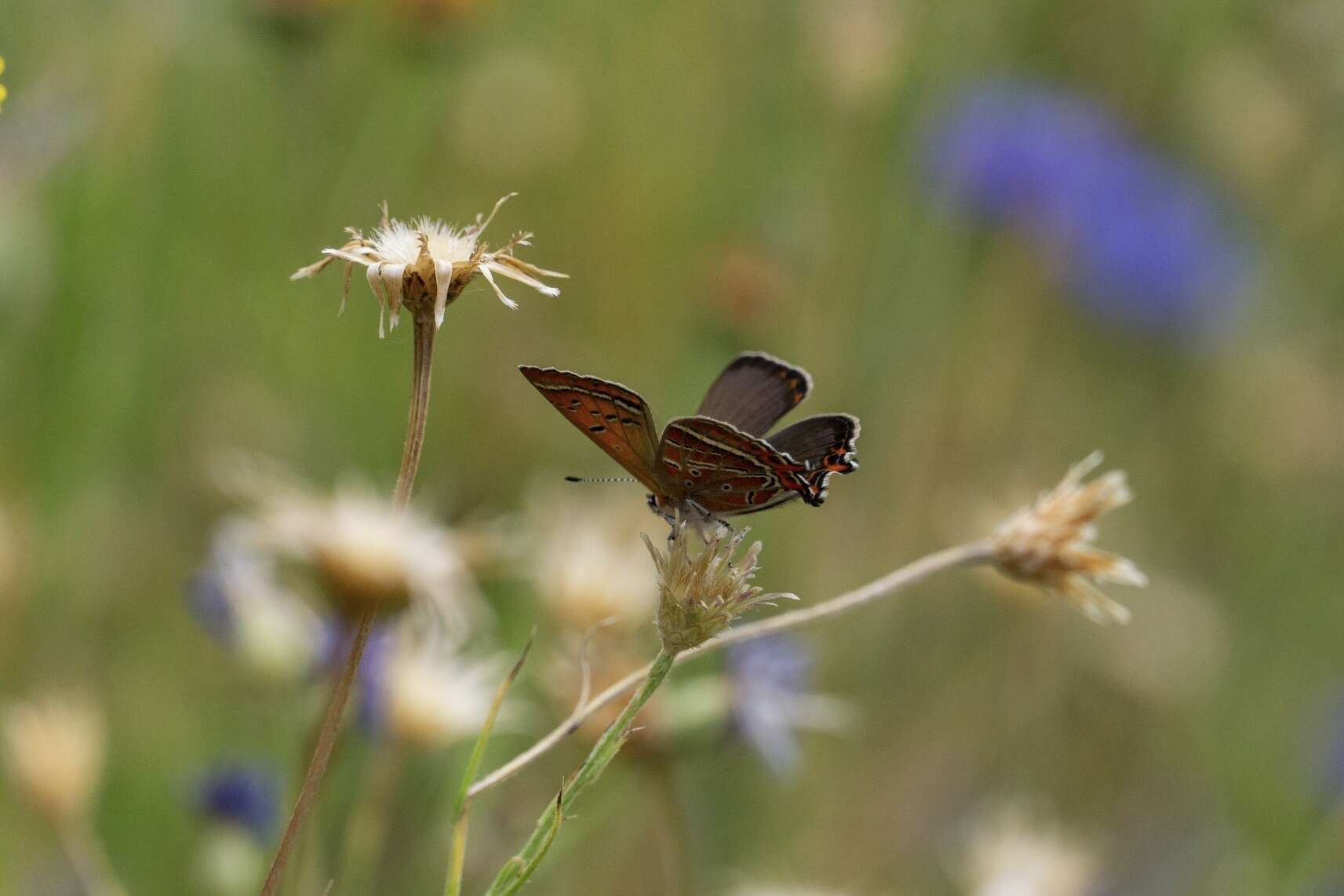 Image of Lycaena li (Oberthür 1886)