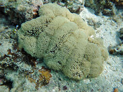 Image of Gigantic sea anemone