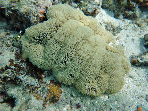 Image of Gigantic sea anemone