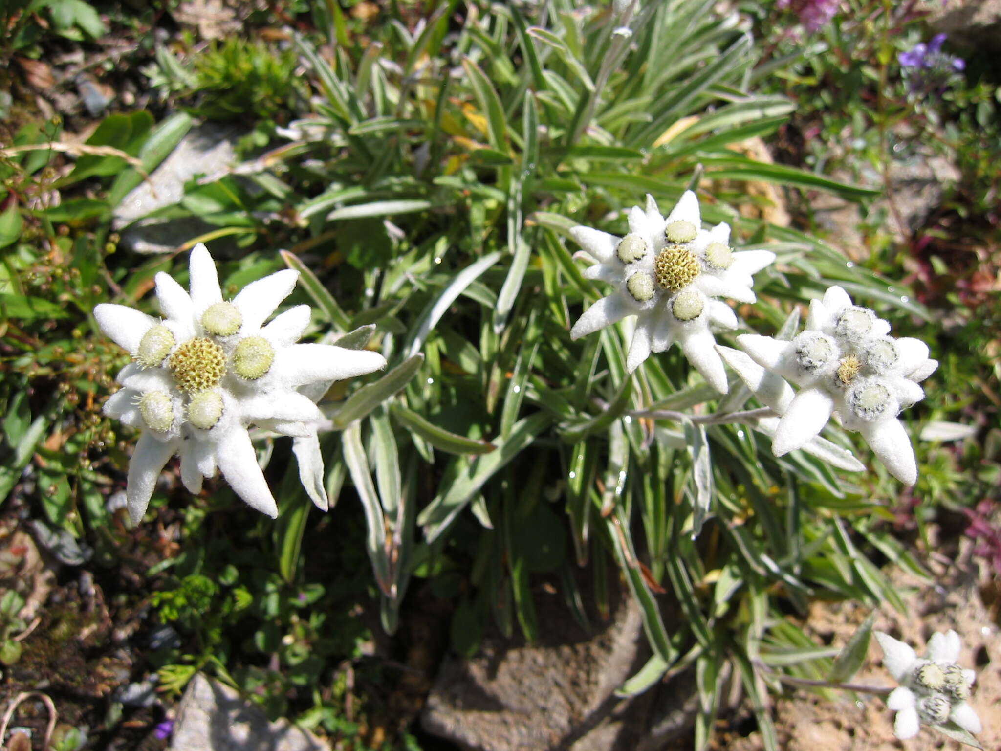 Image of edelweiss