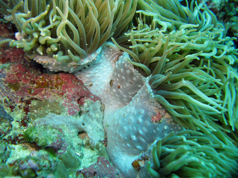 Image of Sebae Anemone