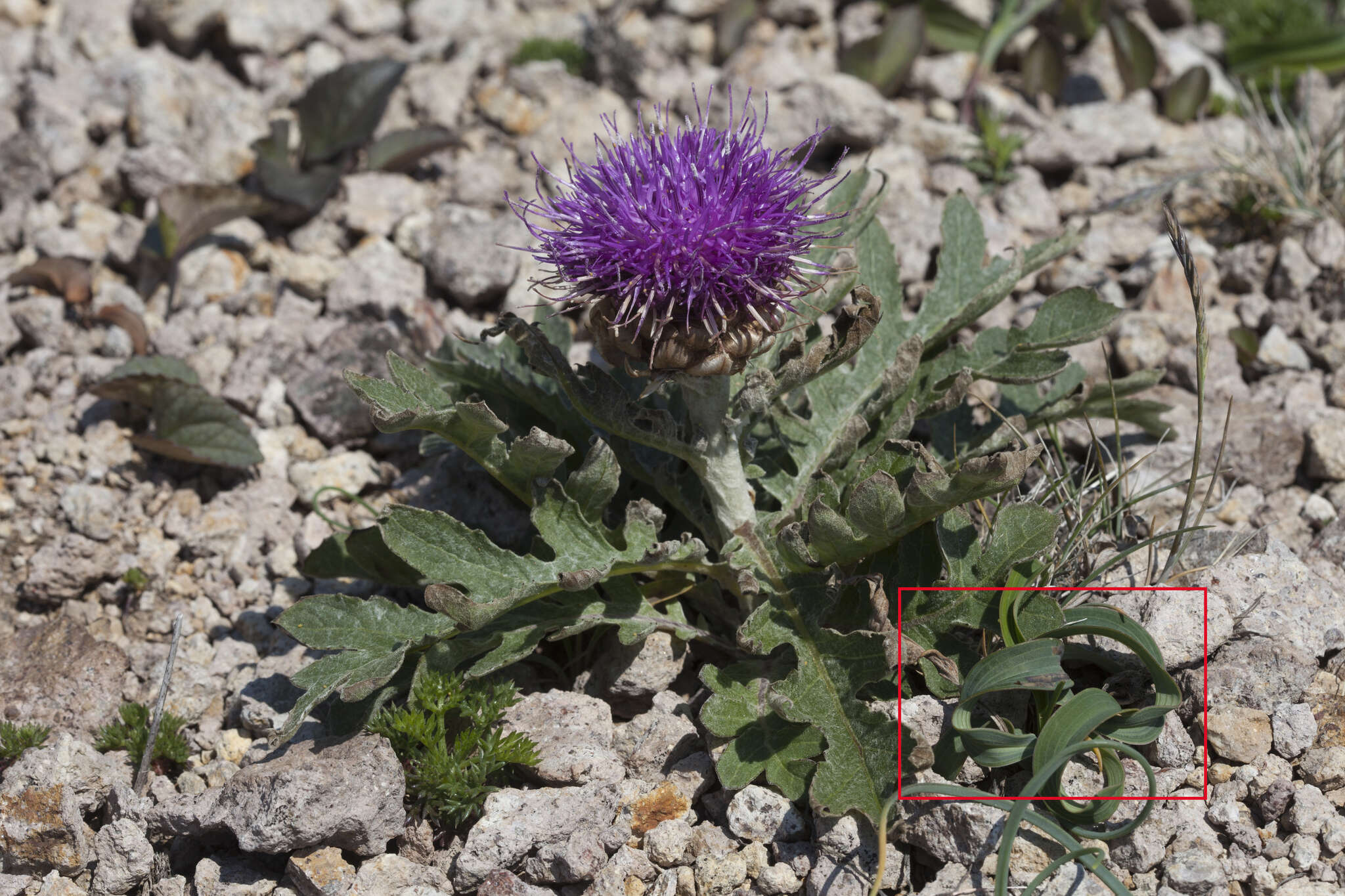 Bupleurum komarovianum O. A. Lincz. resmi