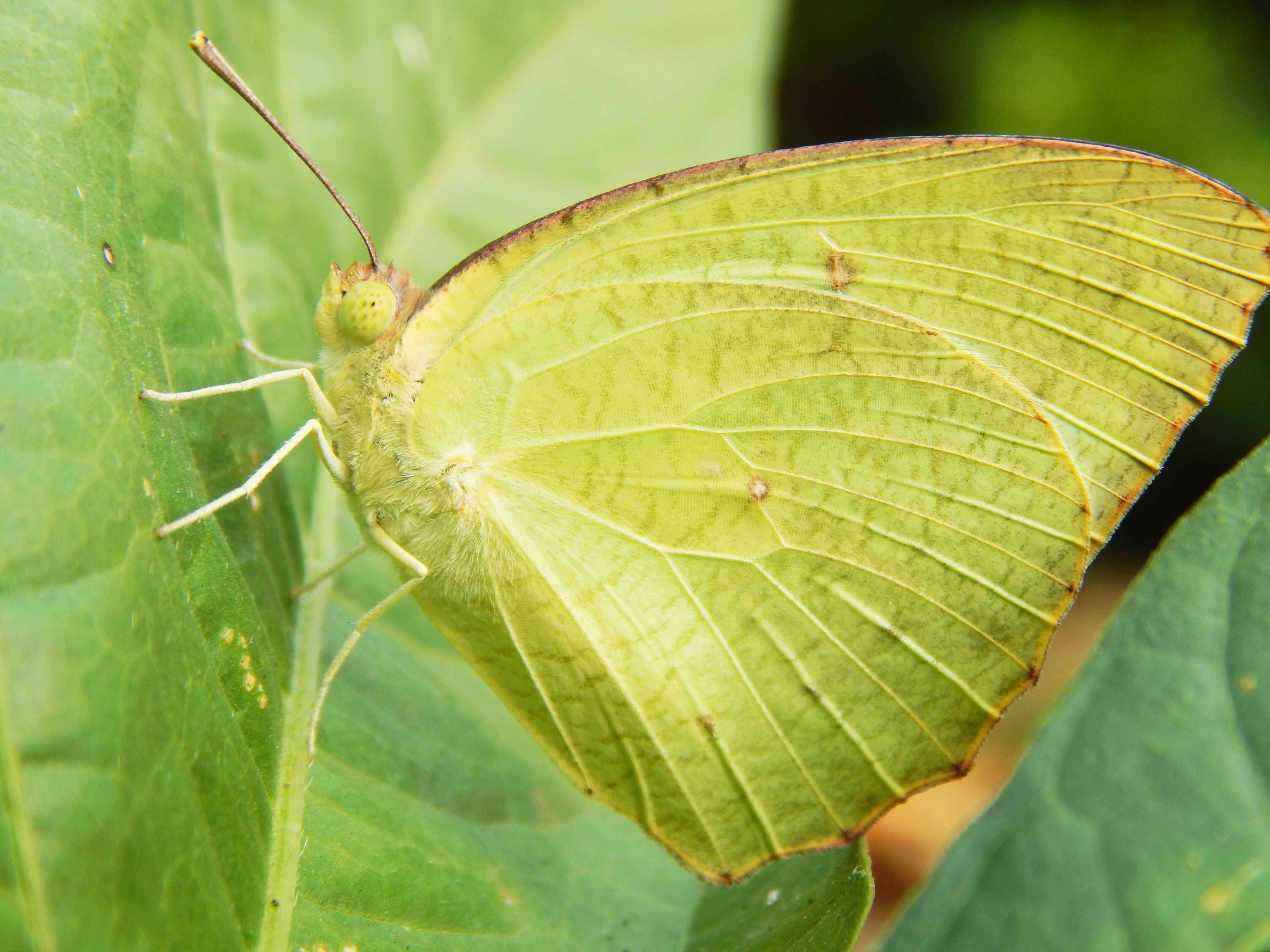 Image of Catopsilia pyranthe (Linnaeus 1758)