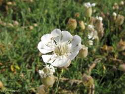 Image of Silene uniflora subsp. uniflora